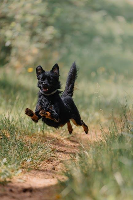 Pet-Friendly Outdoor Spaces: Creating a Safe Haven for Your Furry Friends
