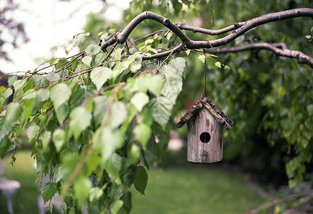 Backyard Bliss: Creating Your Dream Outdoor Living Space