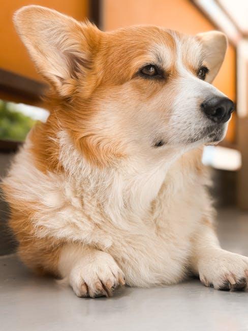 Pet-Friendly Outdoor Spaces: Creating a Safe Haven for Your Furry Friends