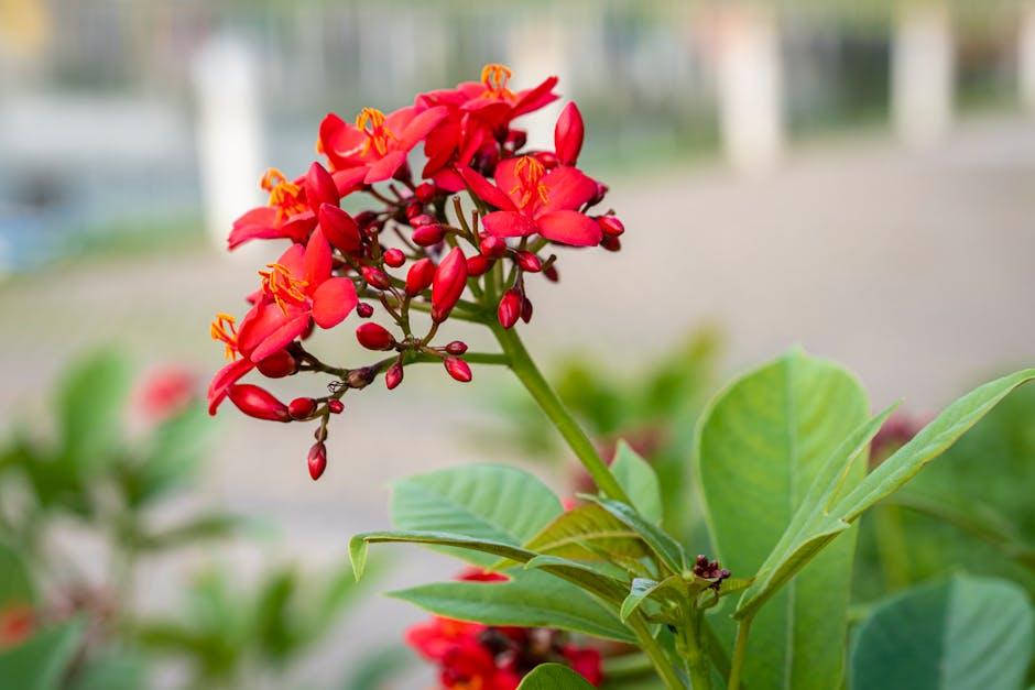 Choosing Low-maintenance Plants for‌ Small Outdoor ⁢Spaces